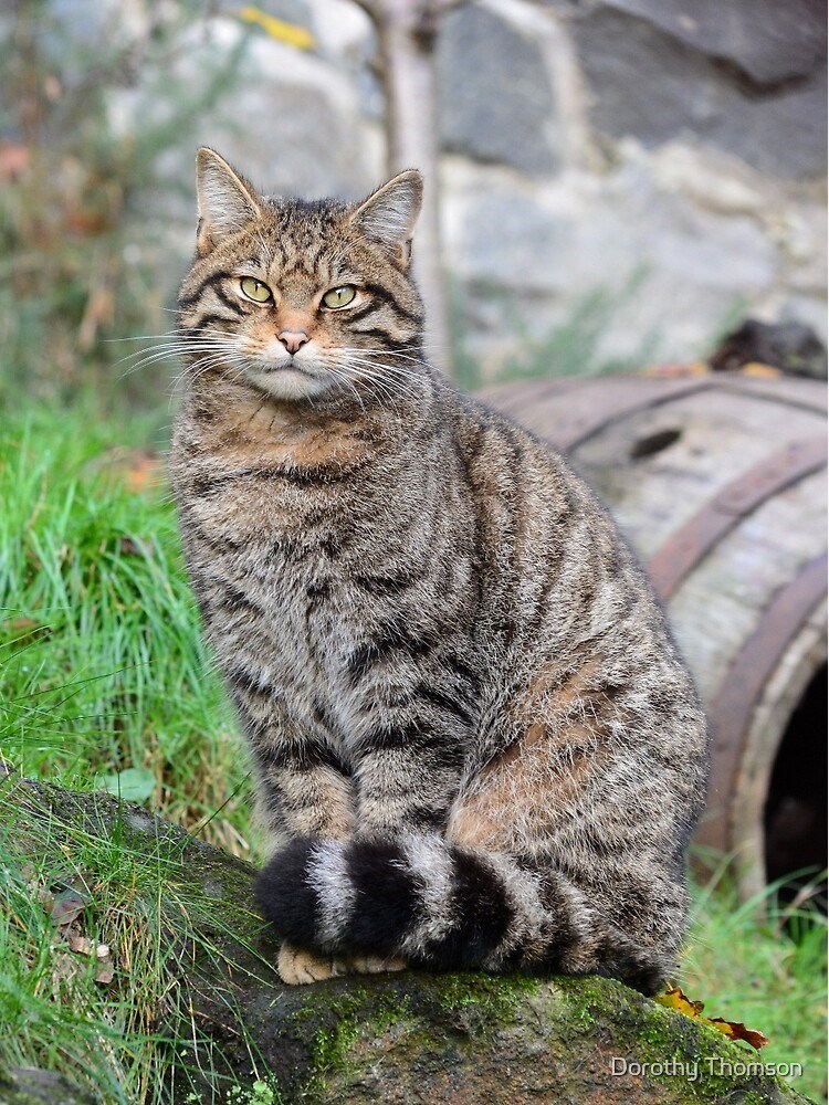 The Highland Tiger